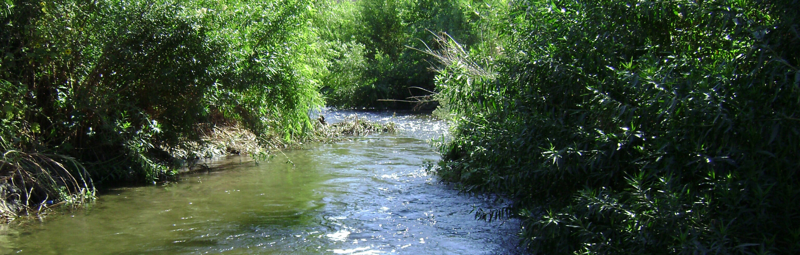 Santa Ana River near Riverside