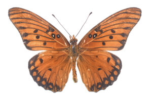 Gulf Fritillary Butterfly