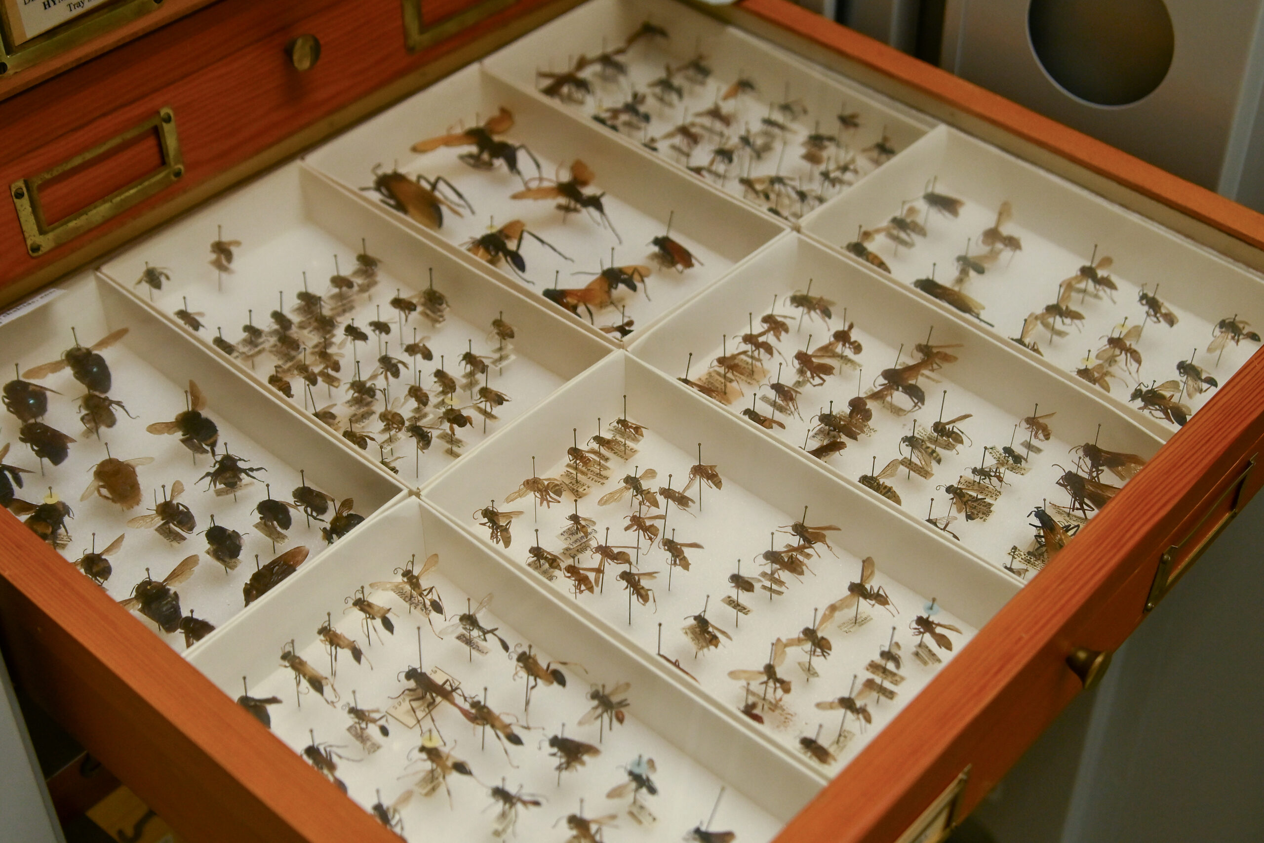 Natural History – Museum of Riverside